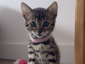 Reinrassige Bengal Kitten Mädchen suchen ein Zuhause