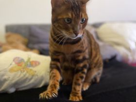 Bengal Kater