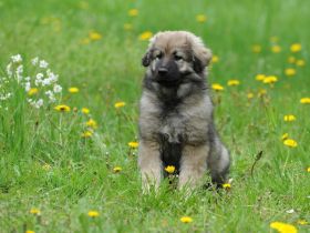 WELPEN – KARSTSCHÄFERHUNDE