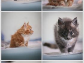 Maine Coon Kitten zu verkaufen