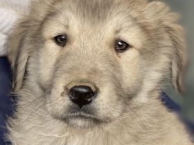 Jako, geb. ca. 09/2023, lebt in GRIECHENLAND, im städt. Tierheim Serres