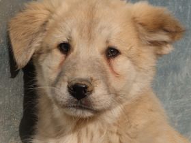 Hannes, geb. ca. 09/2023, lebt in GRIECHENLAND, im städt. Tierheim Serres