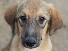 Sophia, geb. ca. 03/2024, lebt in GRIECHENLAND, auf einer privaten Pflegestelle