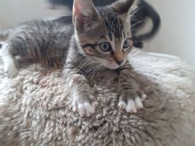 Katzen Kitten abzugeben