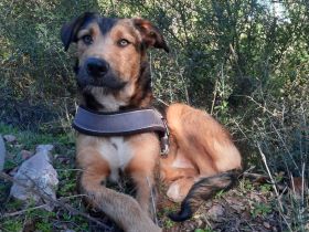 DRINGEND!! Ale-Hop sucht ein zuhause