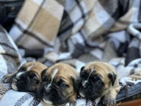 Wunderschöne Boxer/Cane Corso Welpen zu verkaufen!