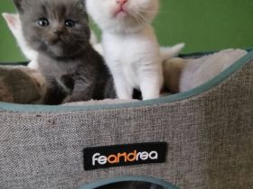 schöne BKH Kitten sucht neues Zuhause