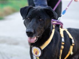 Argon (m) wartet auf seine neue Familie...