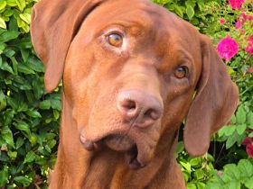 Rhodesian Ridgeback *Livernose*