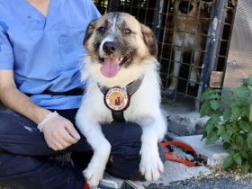 Hallo, ich bin Joschka und wünsche mir ein Zuhause.