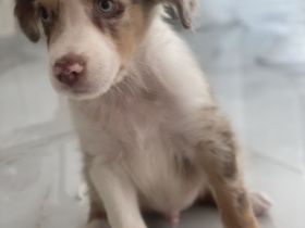 Australien Shepherd Welpe