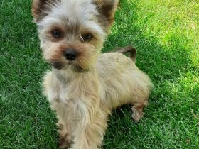 jorkshirterier Deckrüde