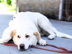 wunderschöne ANWEN sucht ein Zuhause