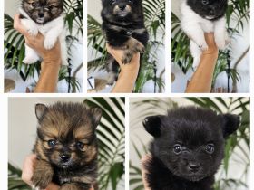 Zuckersüße reinrassige Zwergspitz / Pomeranian Welpen