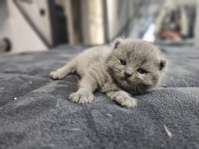 BKH Kitten/ British Kurzhaar Kitten
