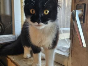 Maincoon Mix weibchen