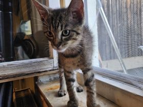 Bengal mix Männchen