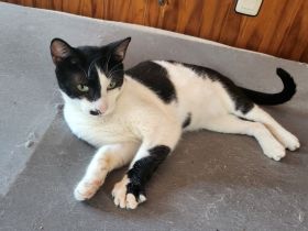 schwarz weißer Adam