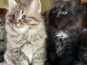 Edelmix Kätzchen Babykatzen Kitten Sibirische Katzen