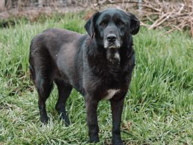 Schüchterne Enna sucht gemütliches Körbchen