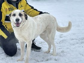 Koriander sucht sein Zuhause