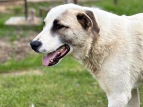 Verspielter Koriander sucht Familienanschluss als treuer und loyaler Begleiter.