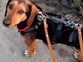 Hündin Hanni / kastriert /in 26725 Emden (Niedersachsen)