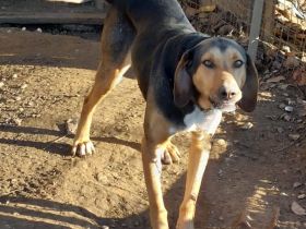 Hündin Hanni / kastriert / derzeit noch in Griechenland