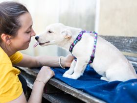 Findet Bronco bei dir eine liebevolles Zuhause?