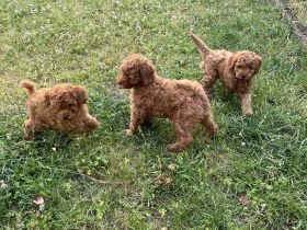 Liebevolle Kleinpudel Welpen suchen ein neues Zuhause