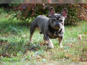 Französische Bulldogge mit Ahnentafel.