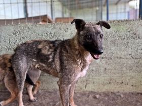 Nala, freundlich, schüchtern und zurückhaltend