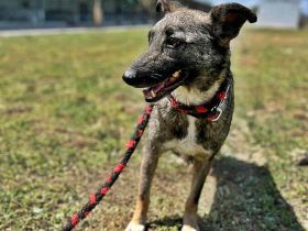 Nala, freundlich, schüchtern und zurückhaltend