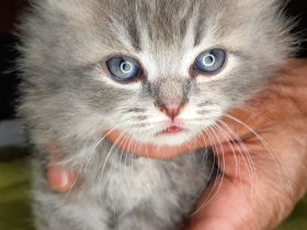 British kurz-lang harr königliches blaues Blut Wien