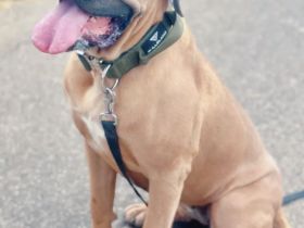 Große Hündin 3 Jahre Cane Corso