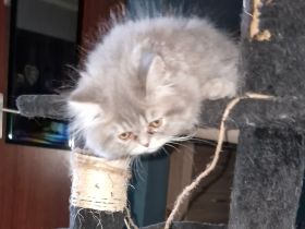 Mama und Tochter suchen ein gutes Zuhause