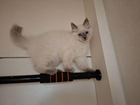 Ragdoll Kitten 13 Wochen
