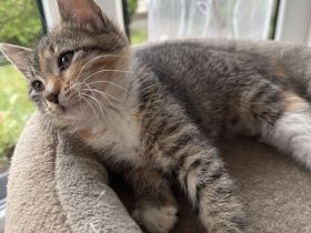 Kitten abzugeben M/W