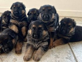 Deutsche Schäferhundwelpen aus Deutschland