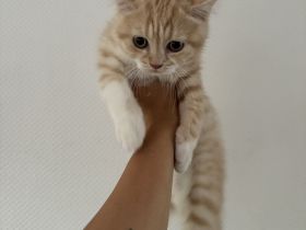 Britisch Kurzhaar Kitten