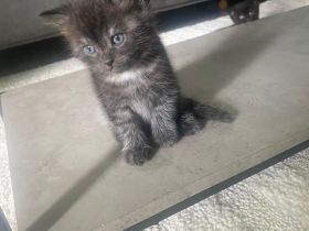 EKH Kitten Junge & Mädchen