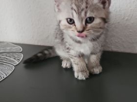 Bkh Kitten am 10.5 .24 geboren