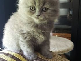 BKH/ BLH Kitten Kätzchen