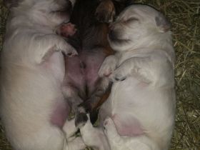 Chihuahua/Malteser Mix