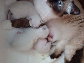 Reinrassige Heilige Birmas  Kitten