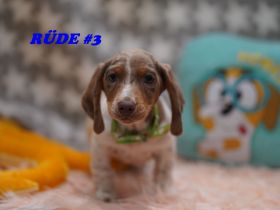 Reinrassige Zwergdackelwelpen auf Familiensuche