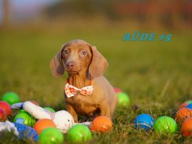 Reinrassige Zwergdackelwelpen auf Familiensuche