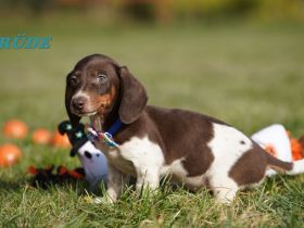 Reinrassige Zwergdackelwelpen auf Familiensuche