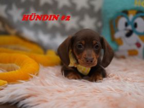 Reinrassige Zwergdackelwelpen auf Familiensuche