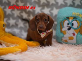 Reinrassige Zwergdackelwelpen auf Familiensuche